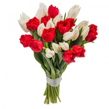Букет из 19 красных и белых тюльпанов