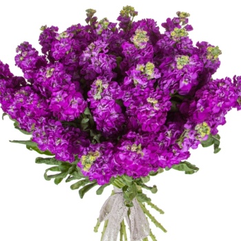 Букет из 31 фиолетовой маттиолы