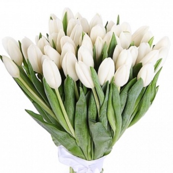 Букет из 31 белых тюльпанов